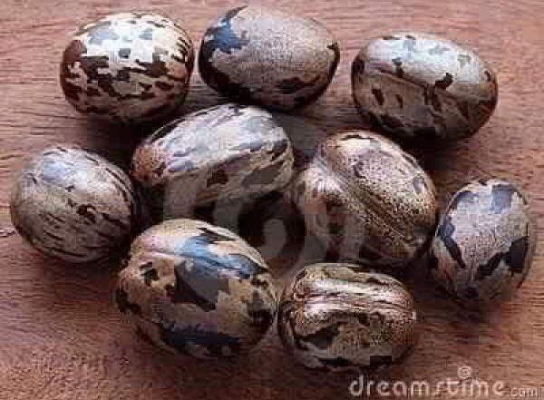 Using Rubber Tree Seeds as a toy