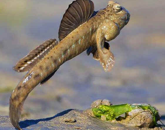 mud skipper