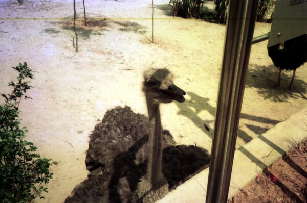 1989 Visit to Bird Park with Derric and Eric