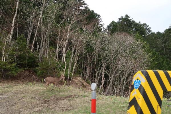 As we drove on from Lake Kussharo Pass to Abashiri, we entered Deer territory where they roam freely.